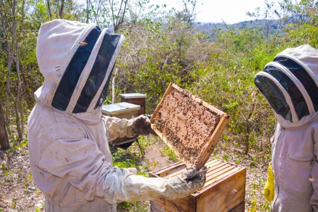 Devenir apiculteur : formation, missions et débouchés d’un métier au contact des abeilles